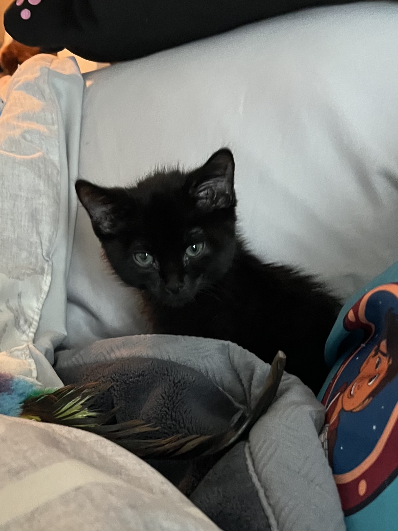 Picture of the Animal Listed
