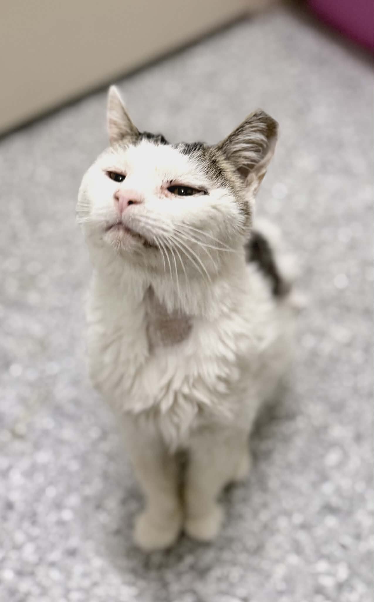 Picture of the Animal Listed