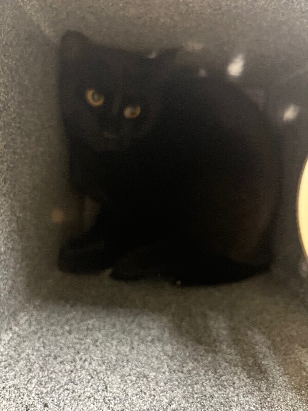 Picture of the Animal Listed