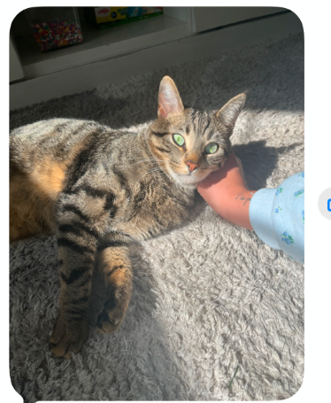 Picture of the Animal Listed