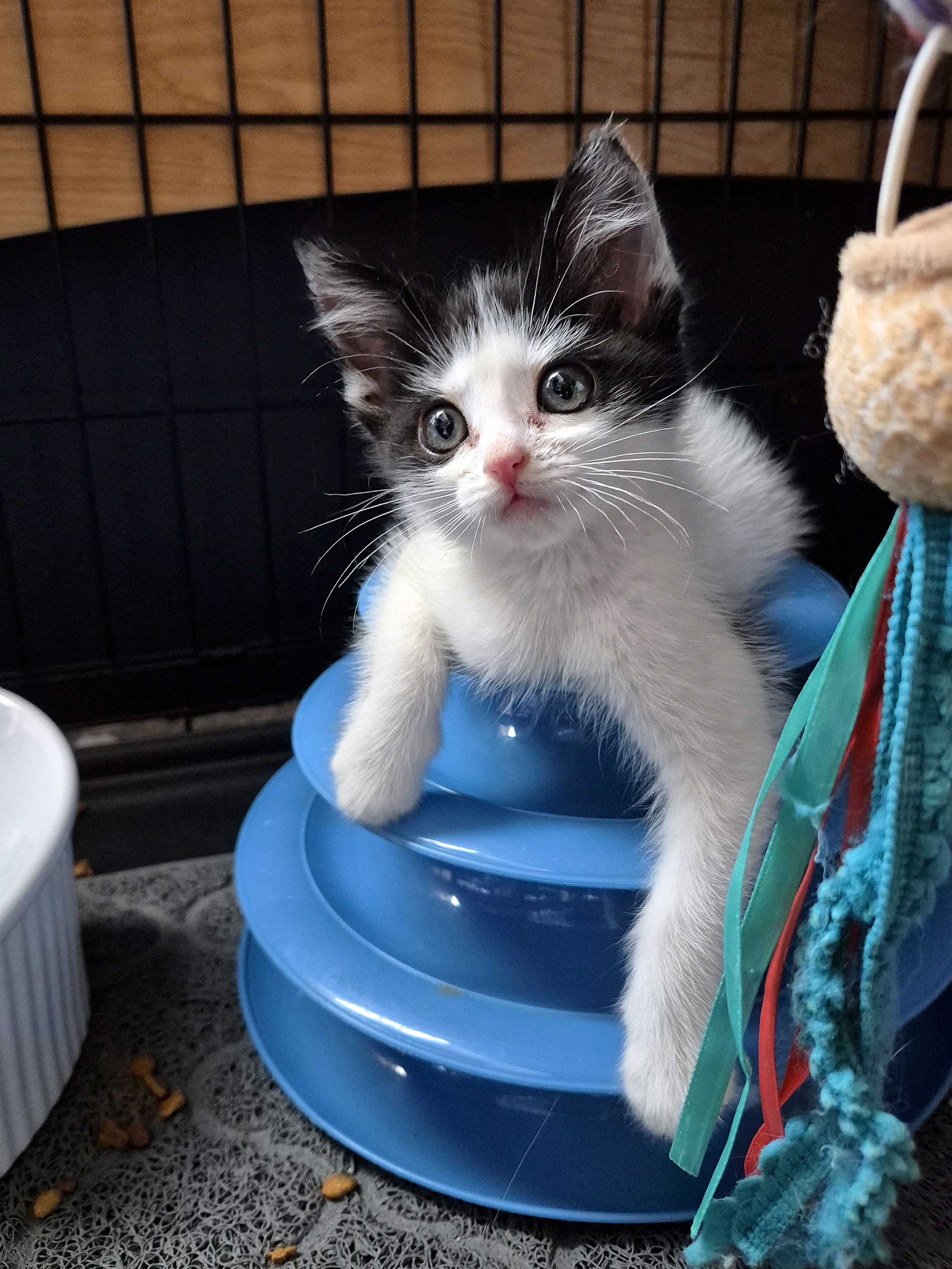 Picture of the Animal Listed