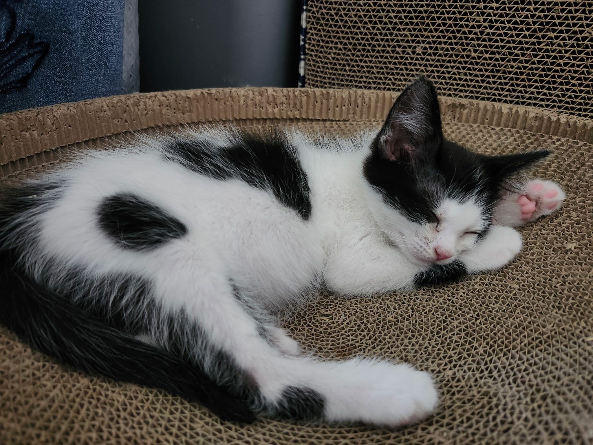 Picture of the Animal Listed