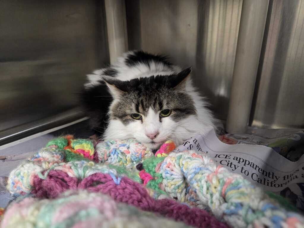 Picture of the Animal Listed