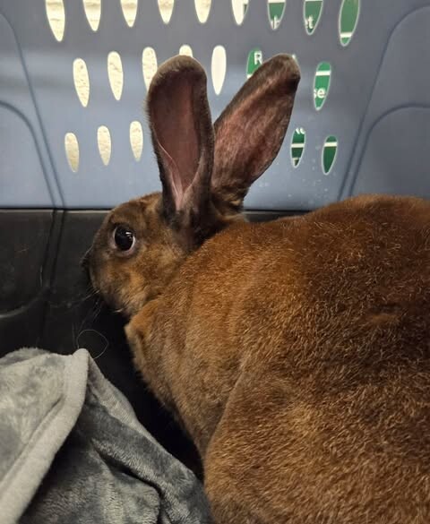 Picture of the Animal Listed