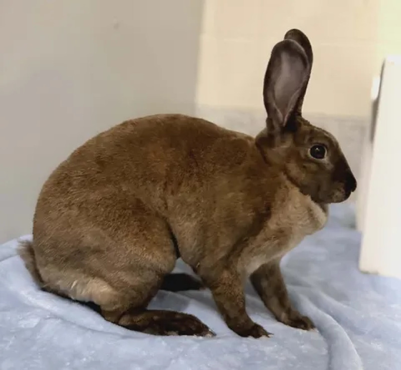 Picture of the Animal Listed