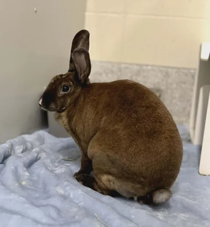 Picture of the Animal Listed