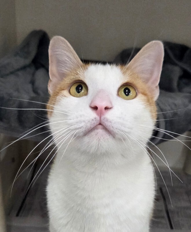 Picture of the Animal Listed