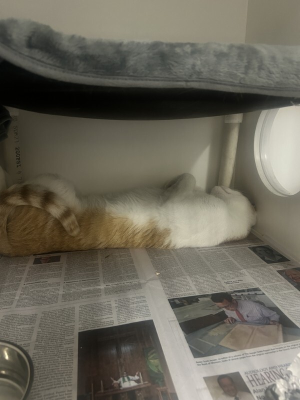 Picture of the Animal Listed