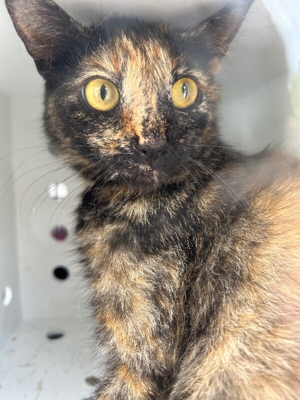 Picture of the Animal Listed
