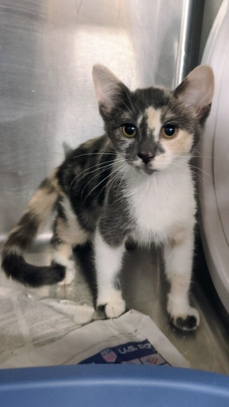 Picture of the Animal Listed