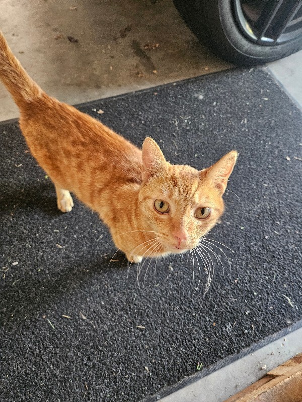 Picture of the Animal Listed