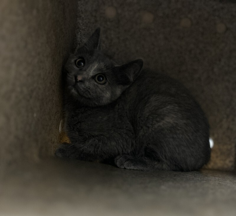Picture of the Animal Listed