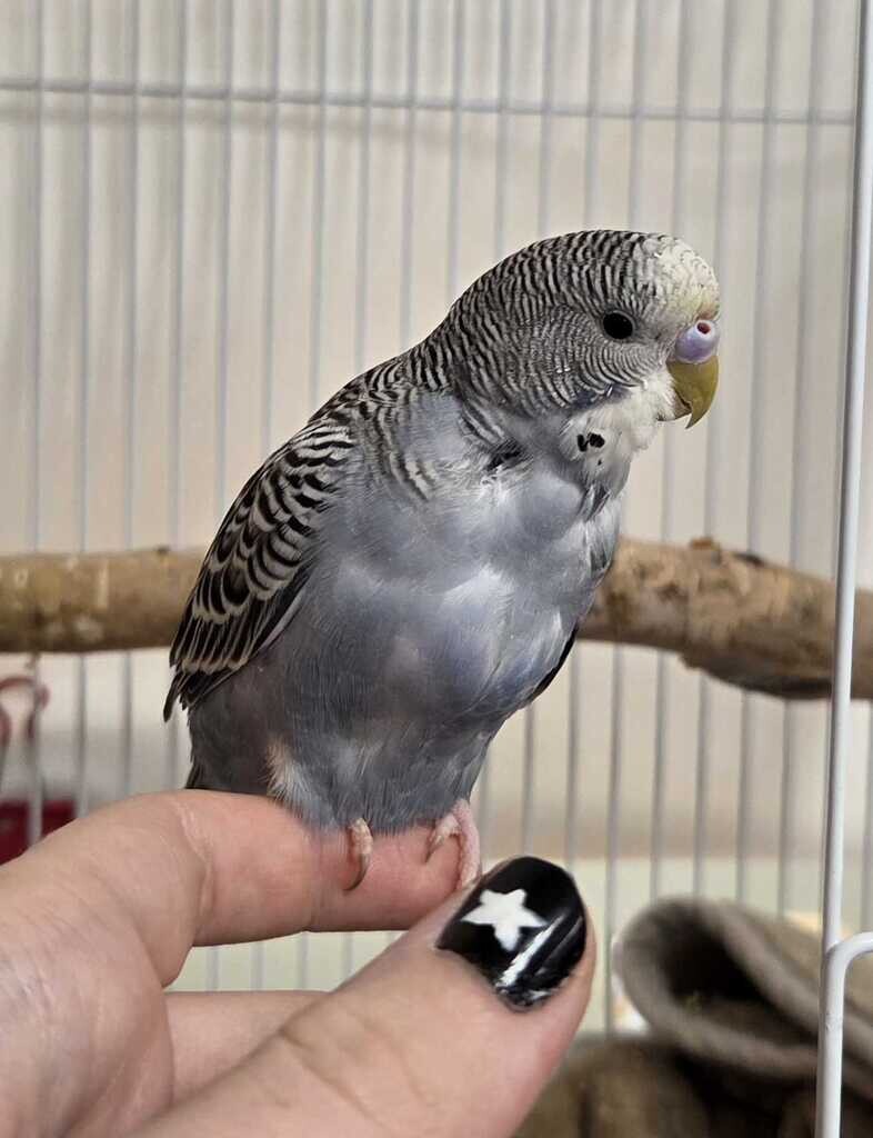 Picture of the Animal Listed