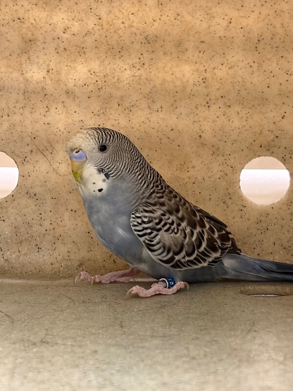 Picture of the Animal Listed