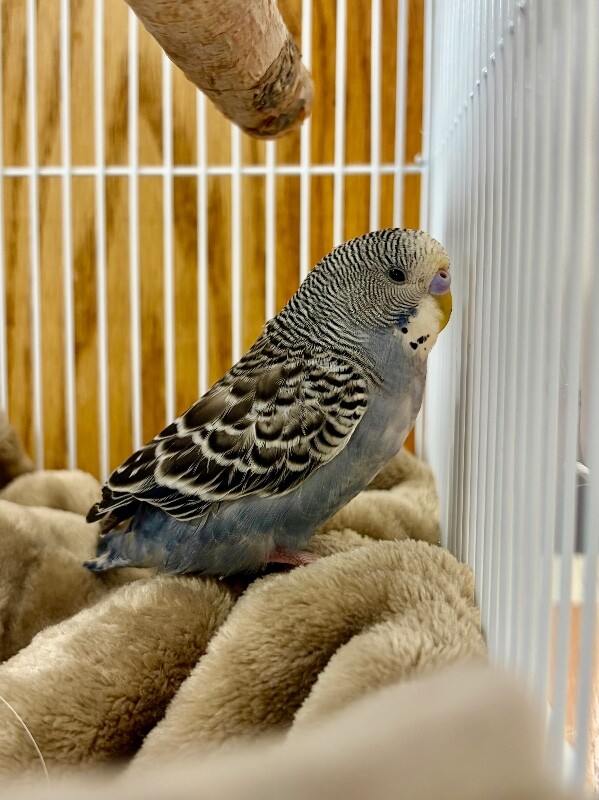 Picture of the Animal Listed