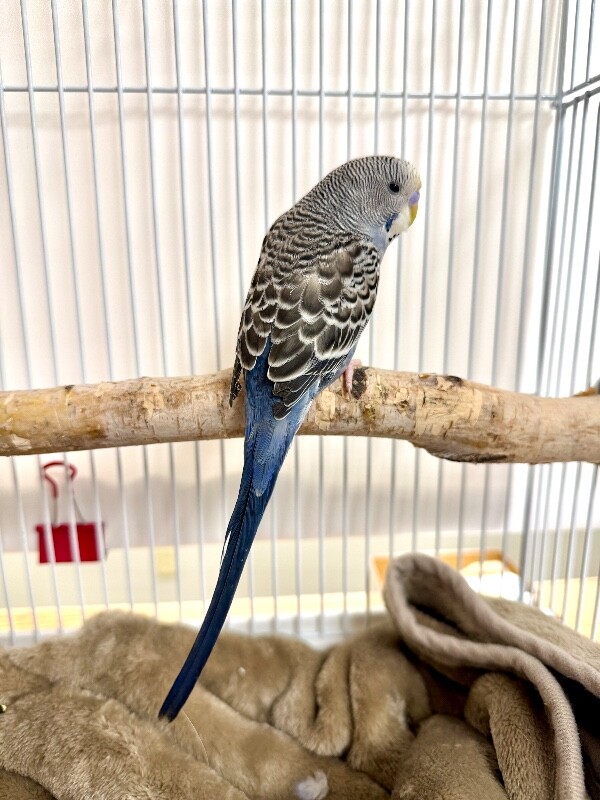 Picture of the Animal Listed