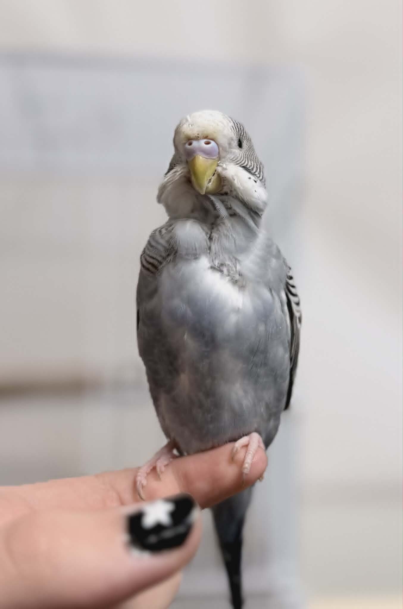 Picture of the Animal Listed