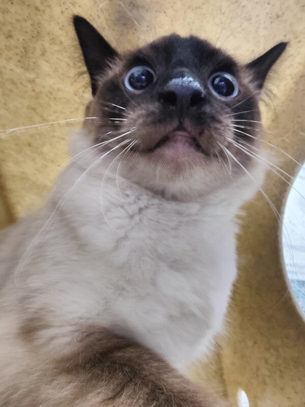 Picture of the Animal Listed