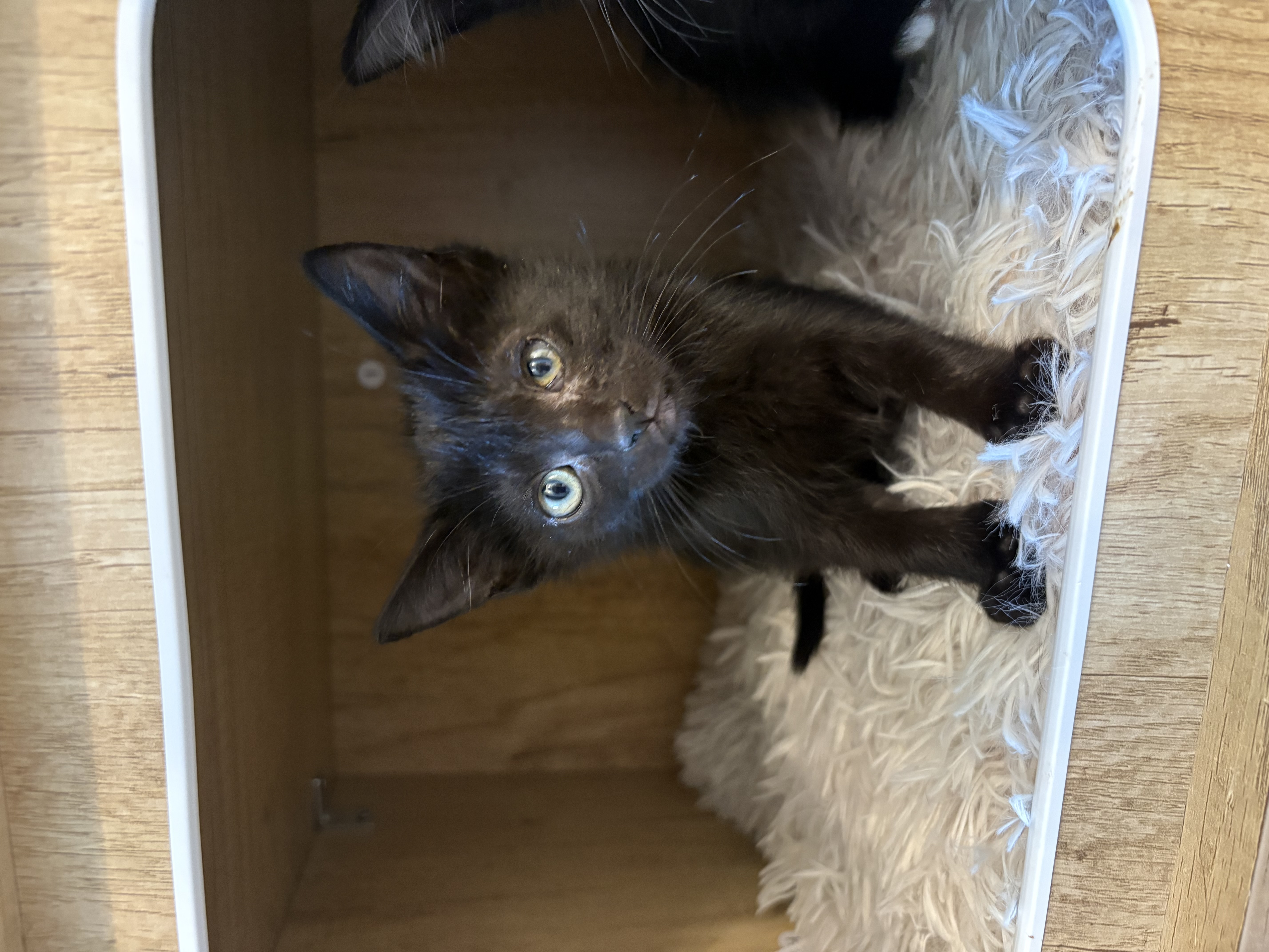 Picture of the Animal Listed