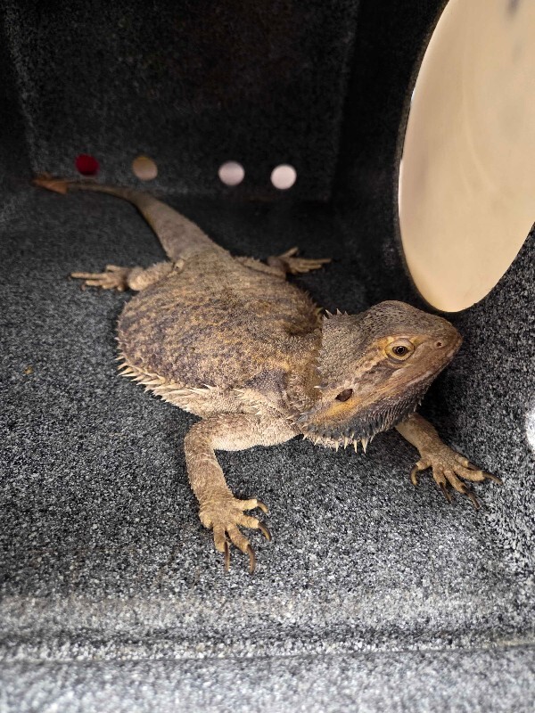Picture of the Animal Listed