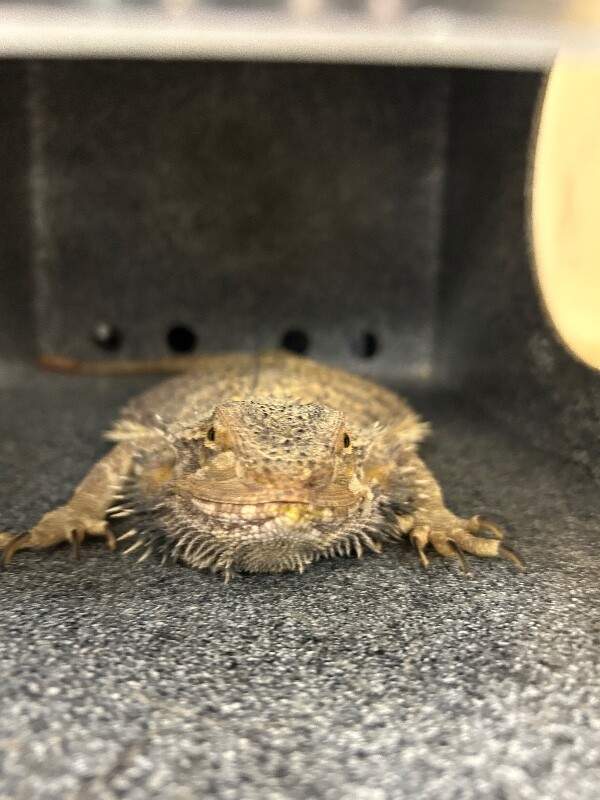 Picture of the Animal Listed