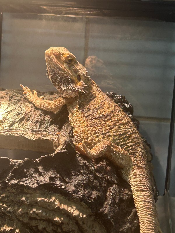 Picture of the Animal Listed