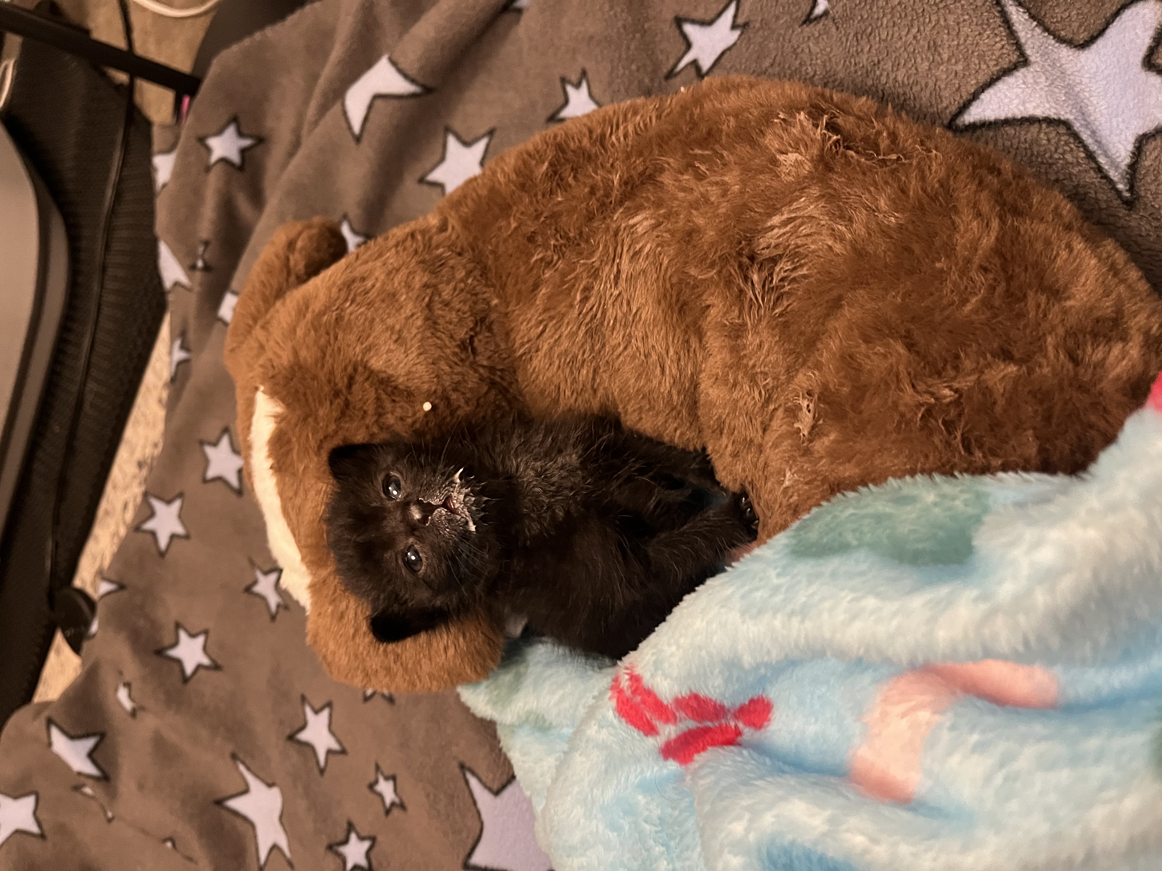 Picture of the Animal Listed