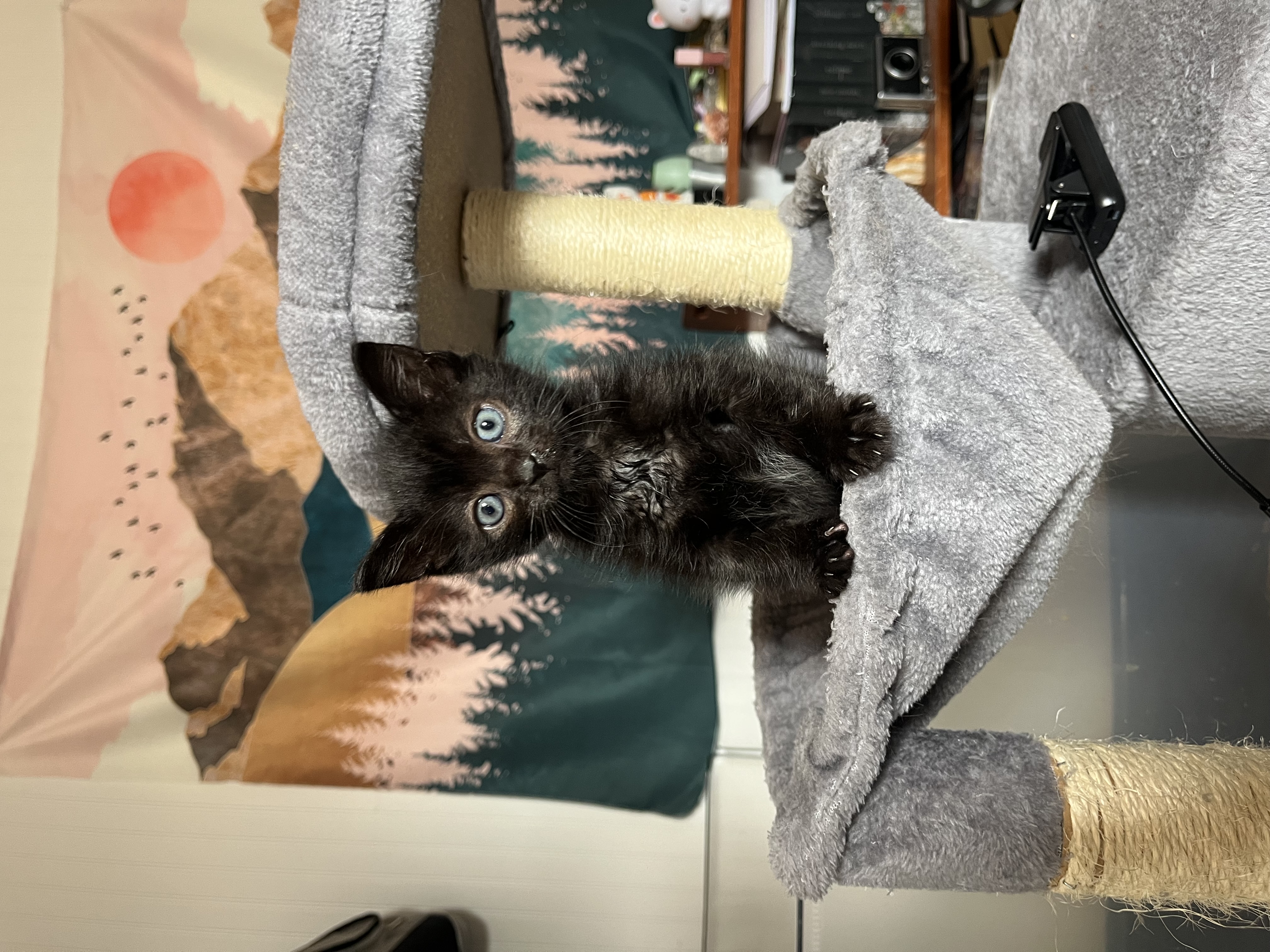 Picture of the Animal Listed