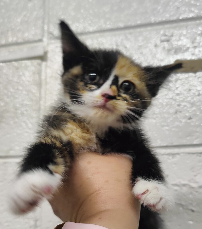 Picture of the Animal Listed