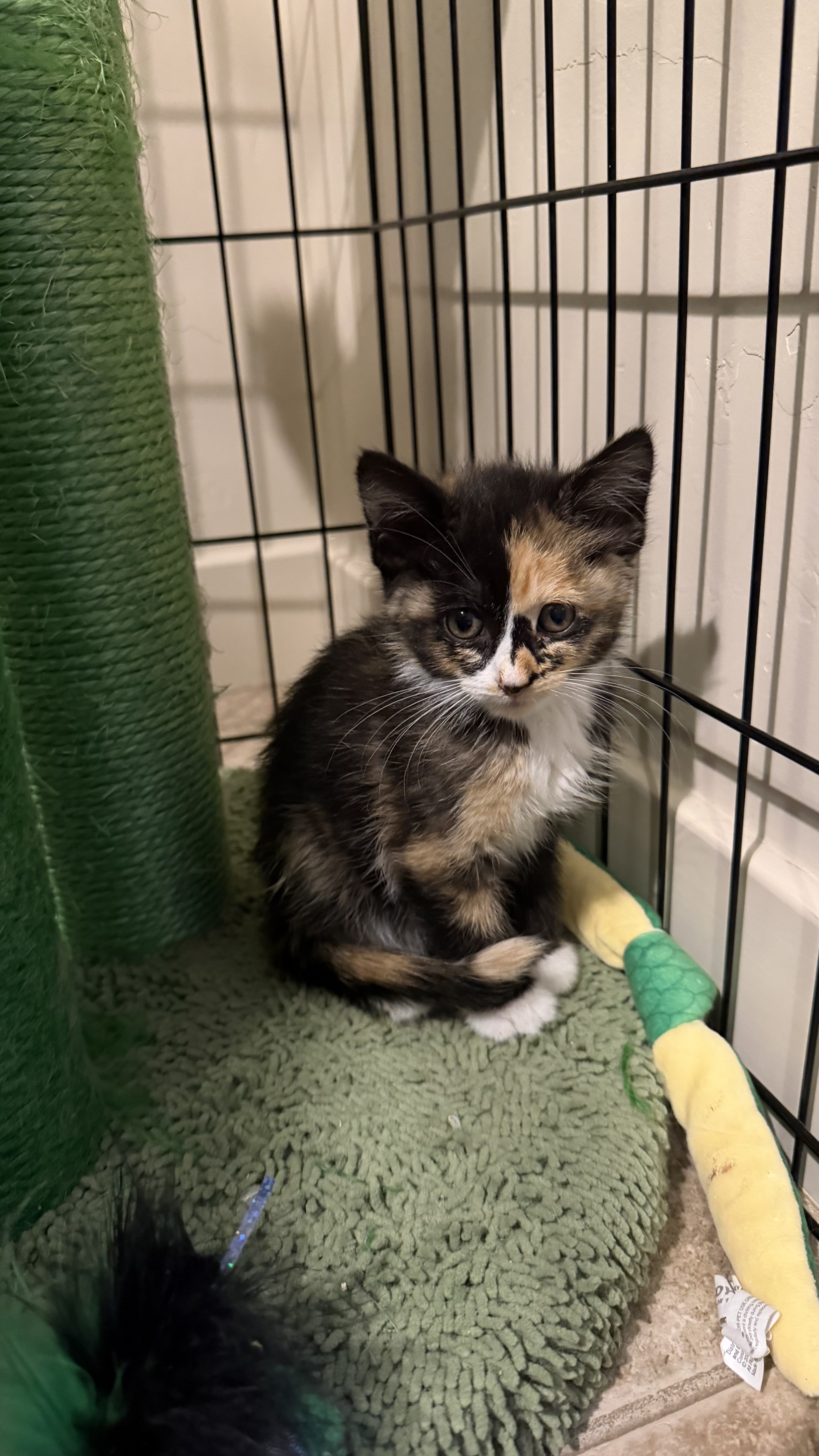 Picture of the Animal Listed