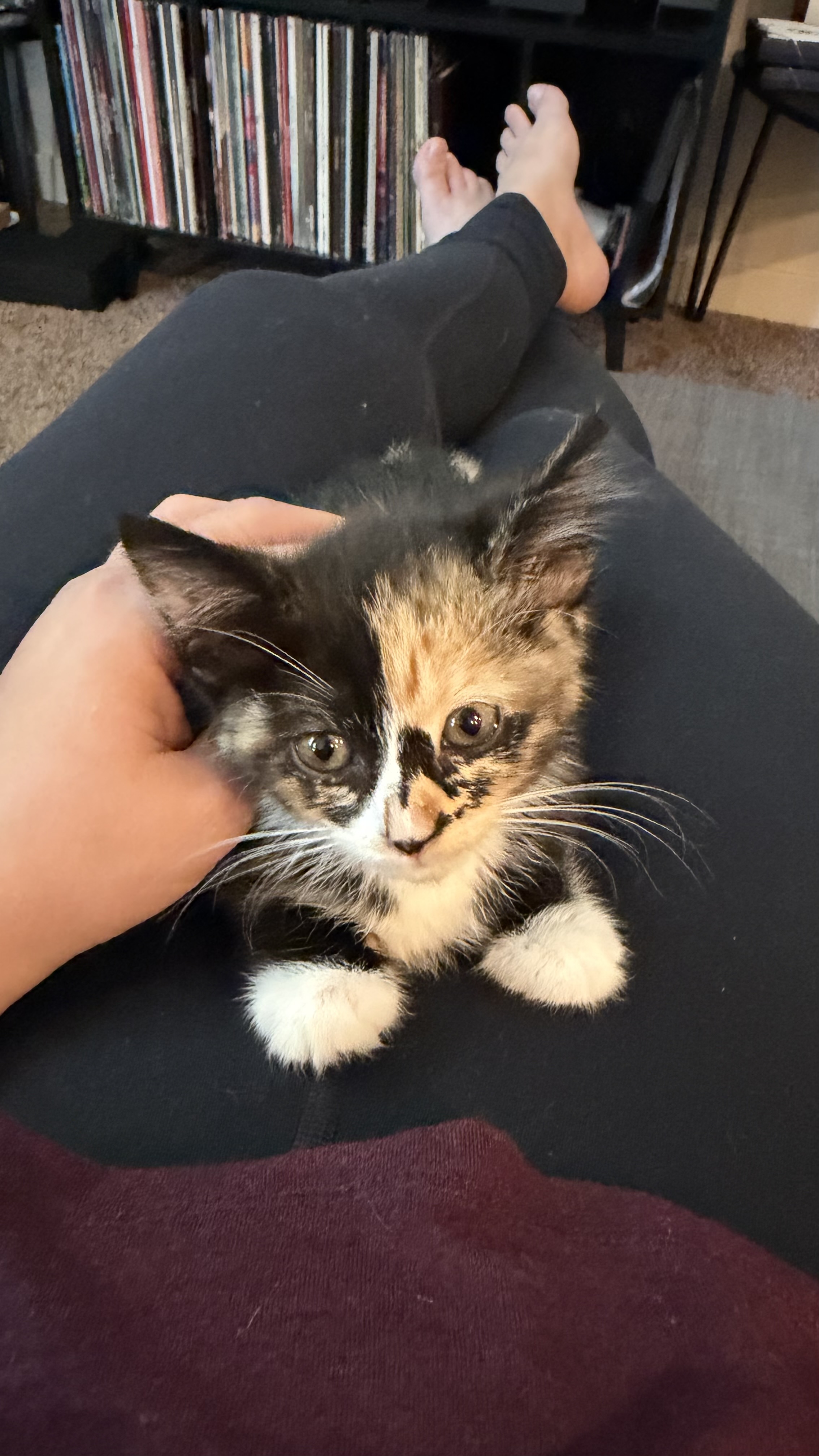 Picture of the Animal Listed