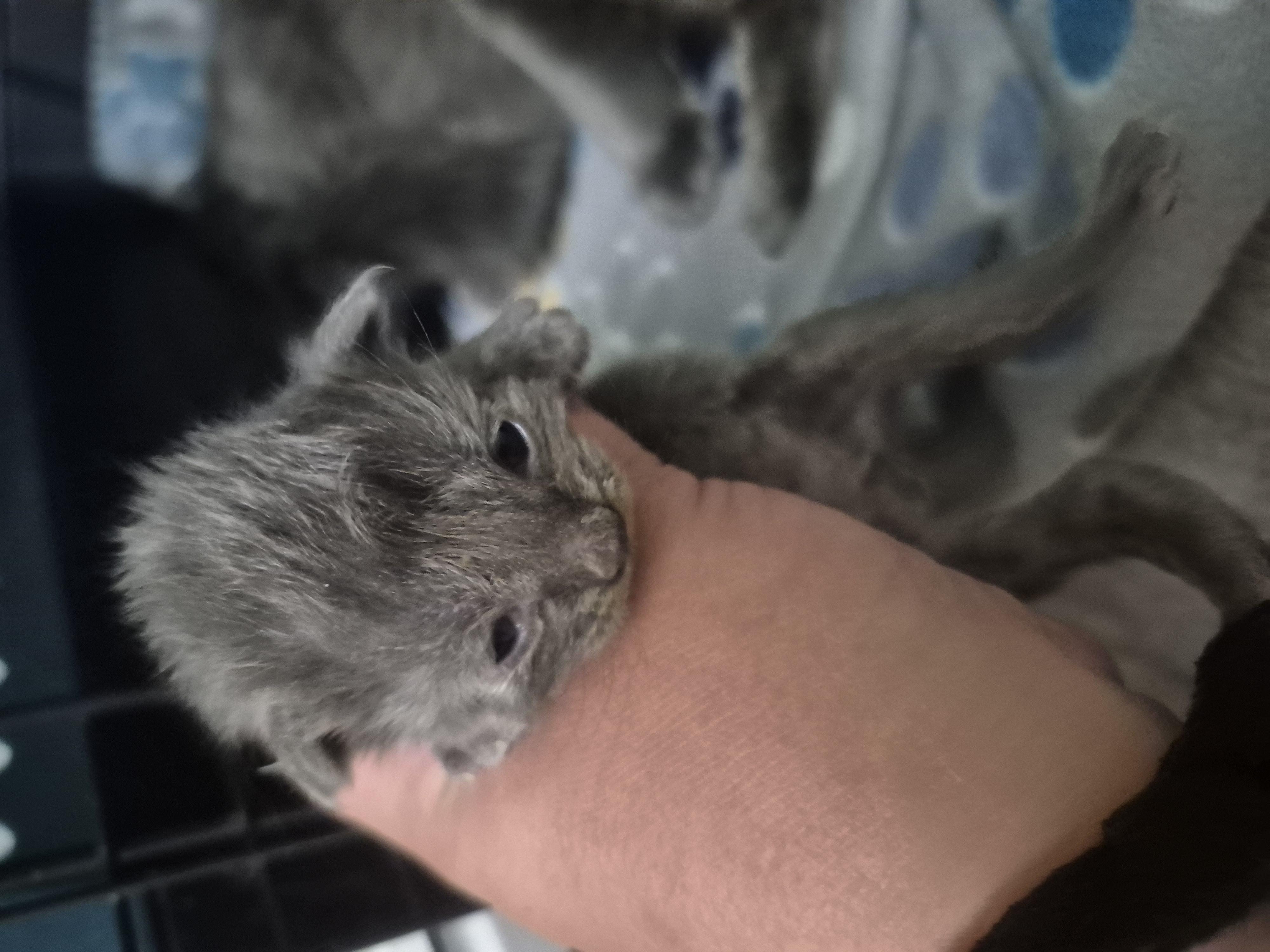 Picture of the Animal Listed
