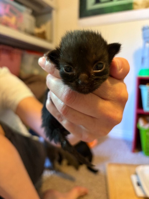 Picture of the Animal Listed