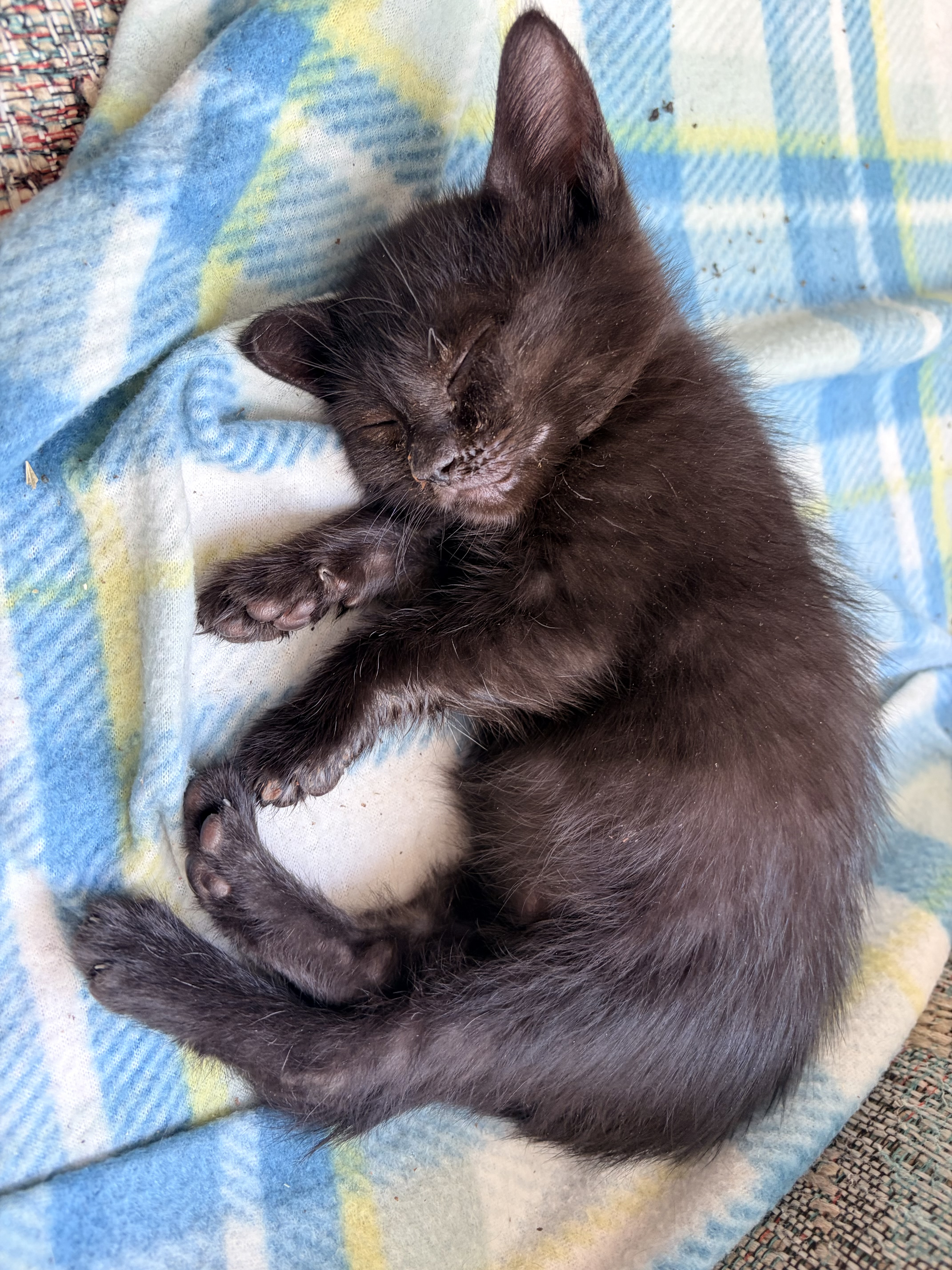 Picture of the Animal Listed