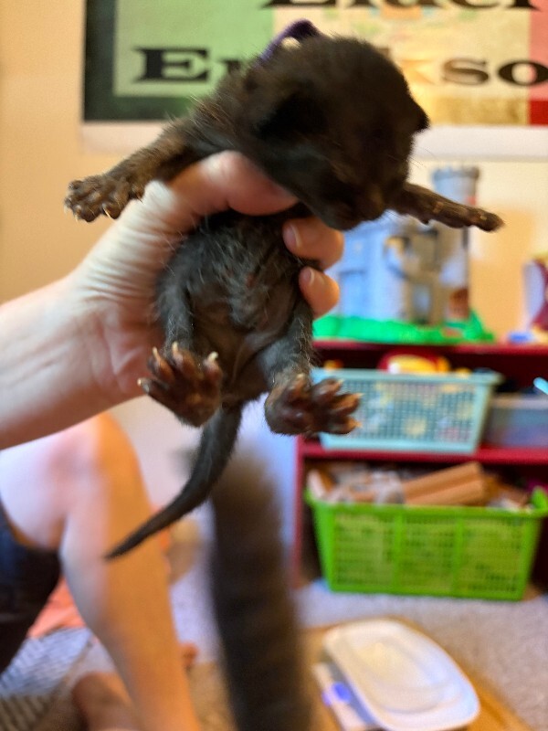 Picture of the Animal Listed
