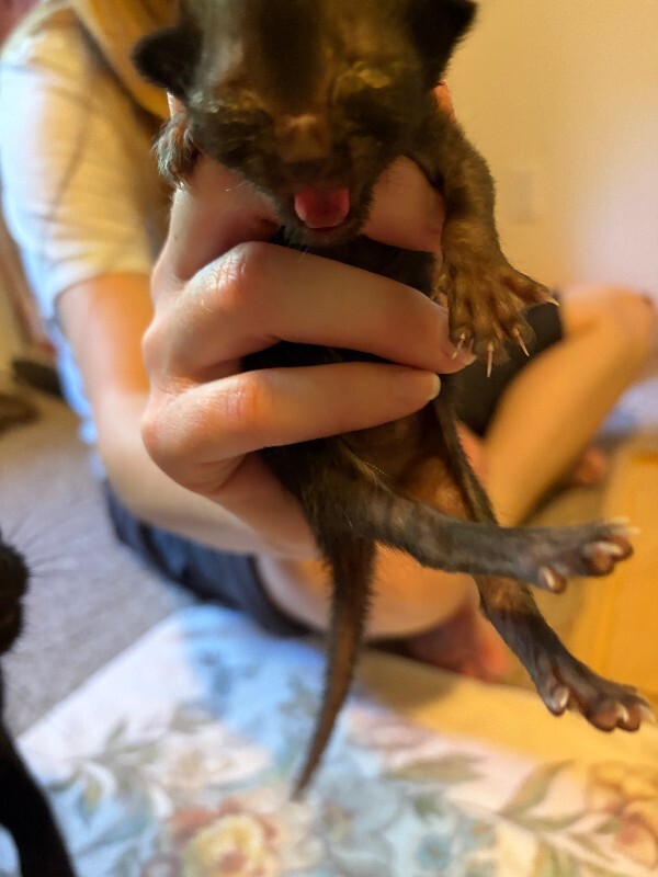 Picture of the Animal Listed