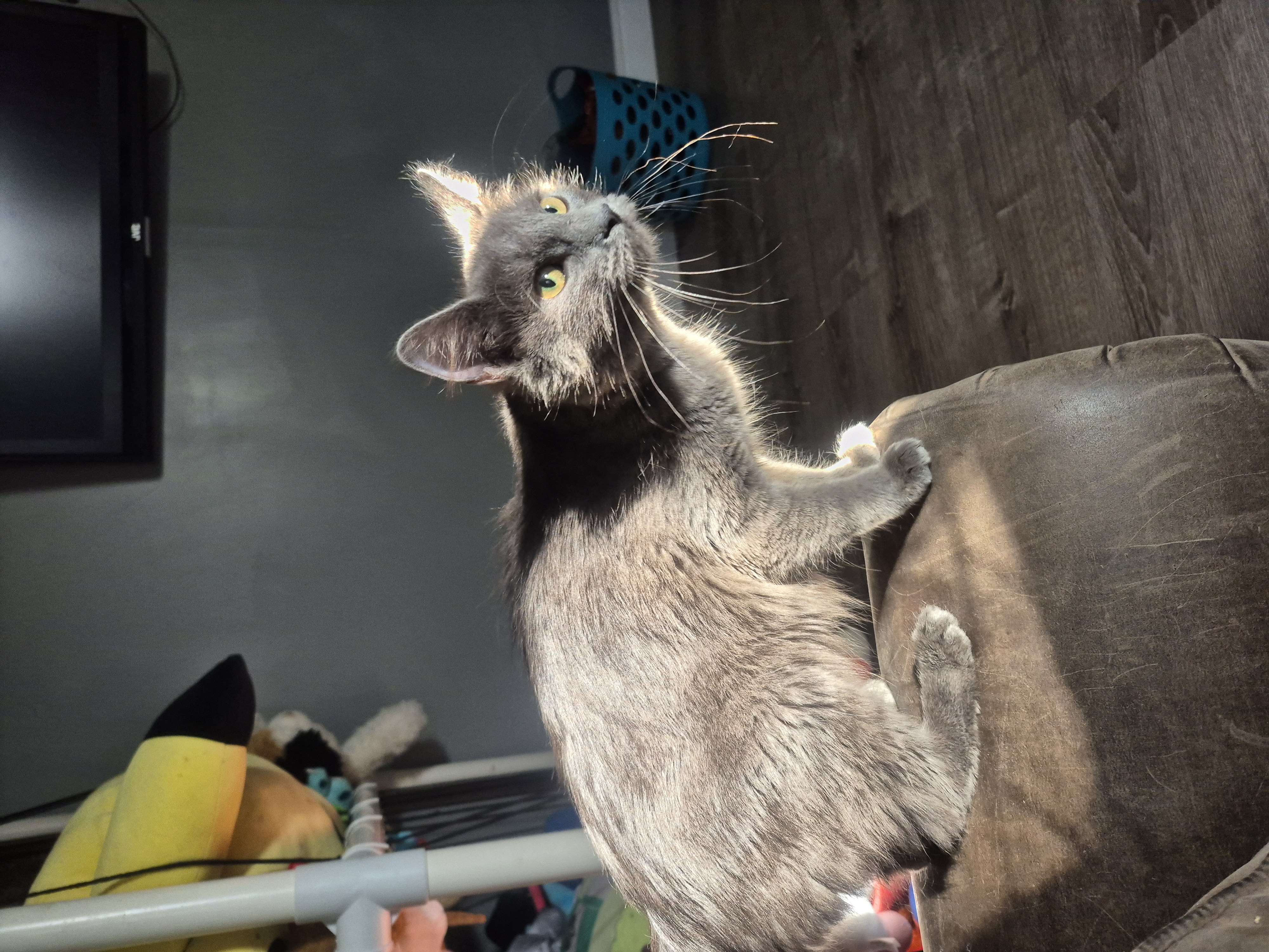 Picture of the Animal Listed