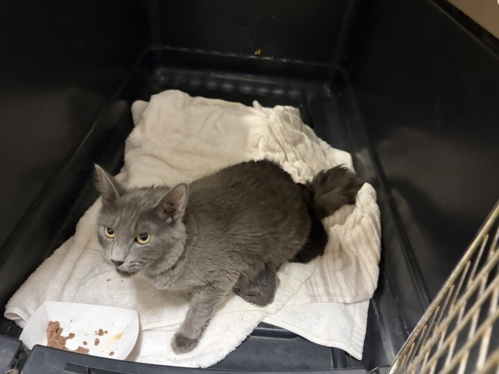 Picture of the Animal Listed