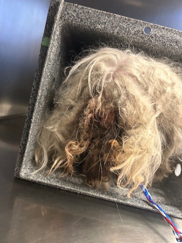 Picture of the Animal Listed