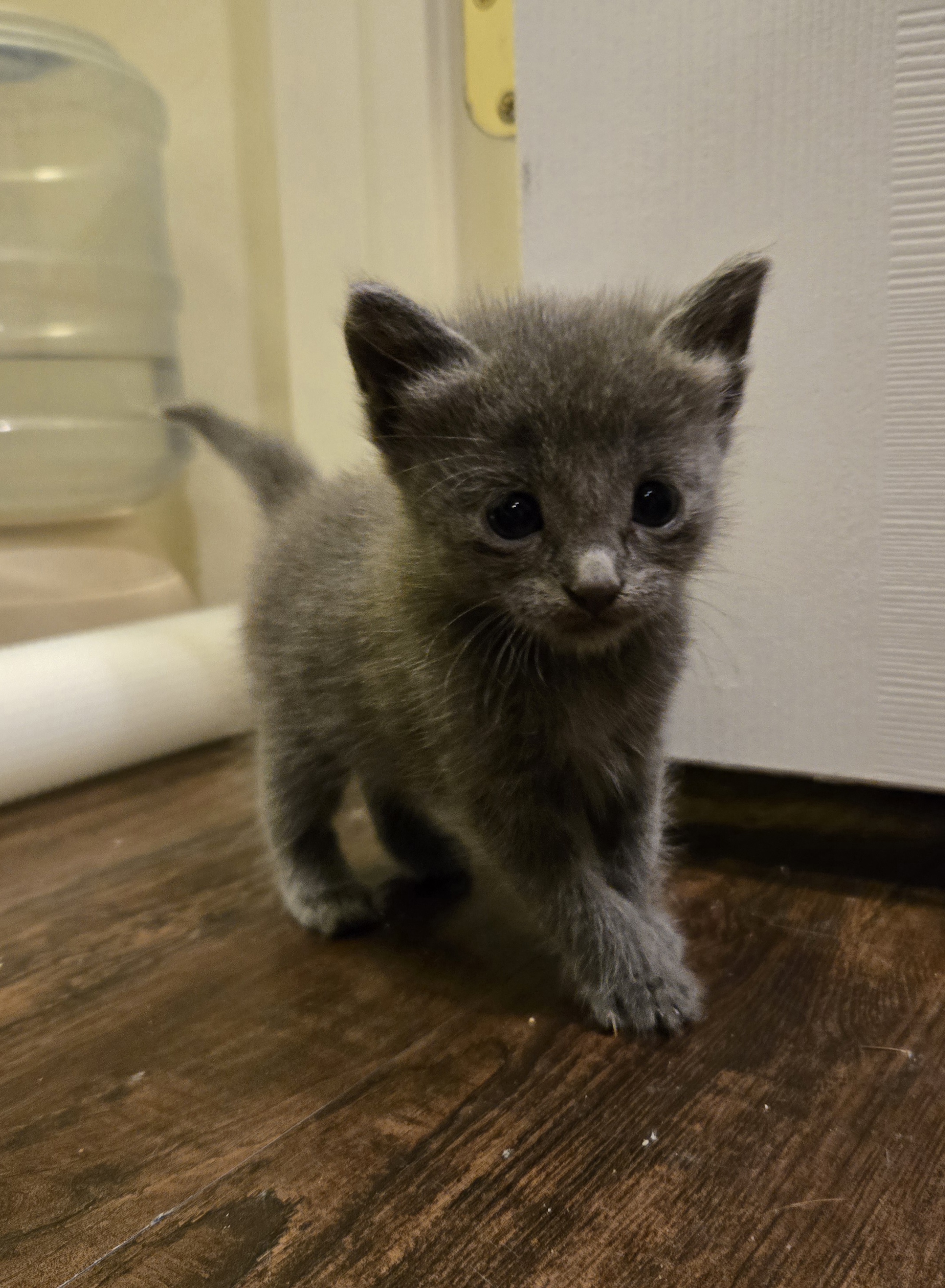 Picture of the Animal Listed
