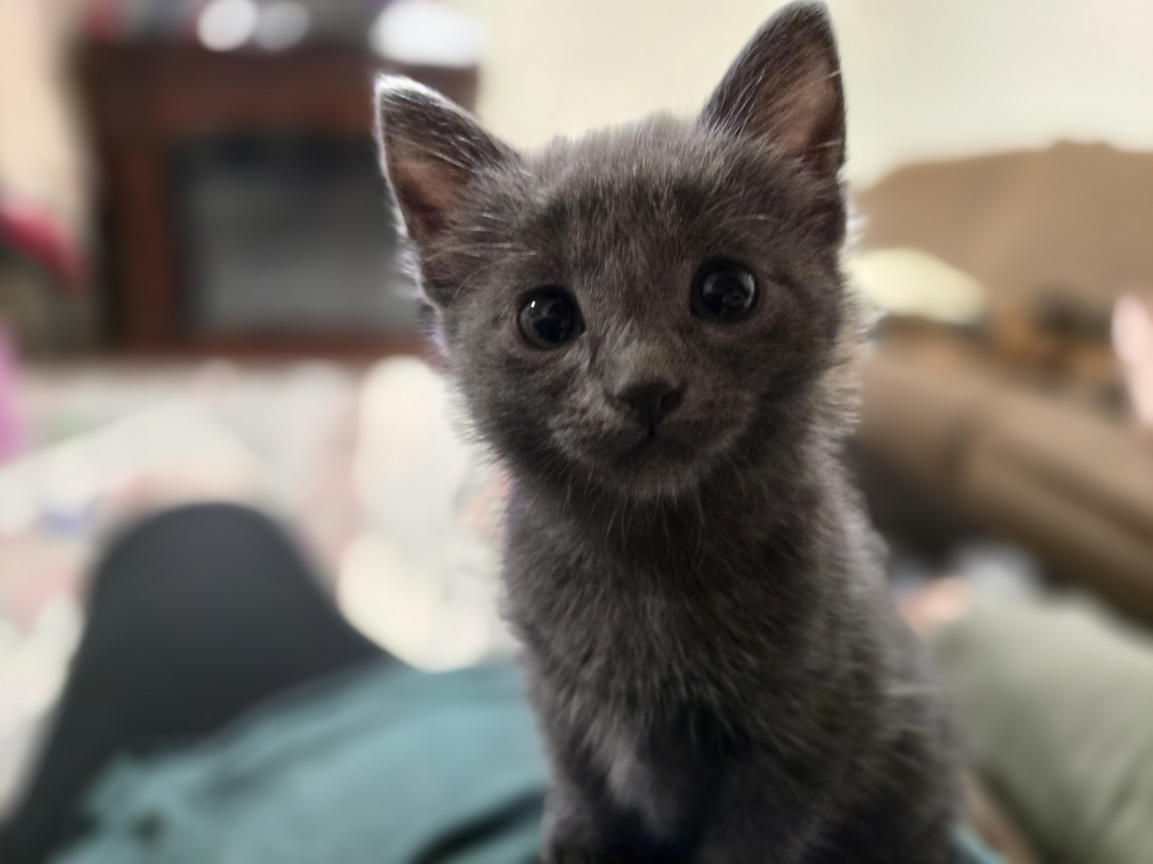 Picture of the Animal Listed
