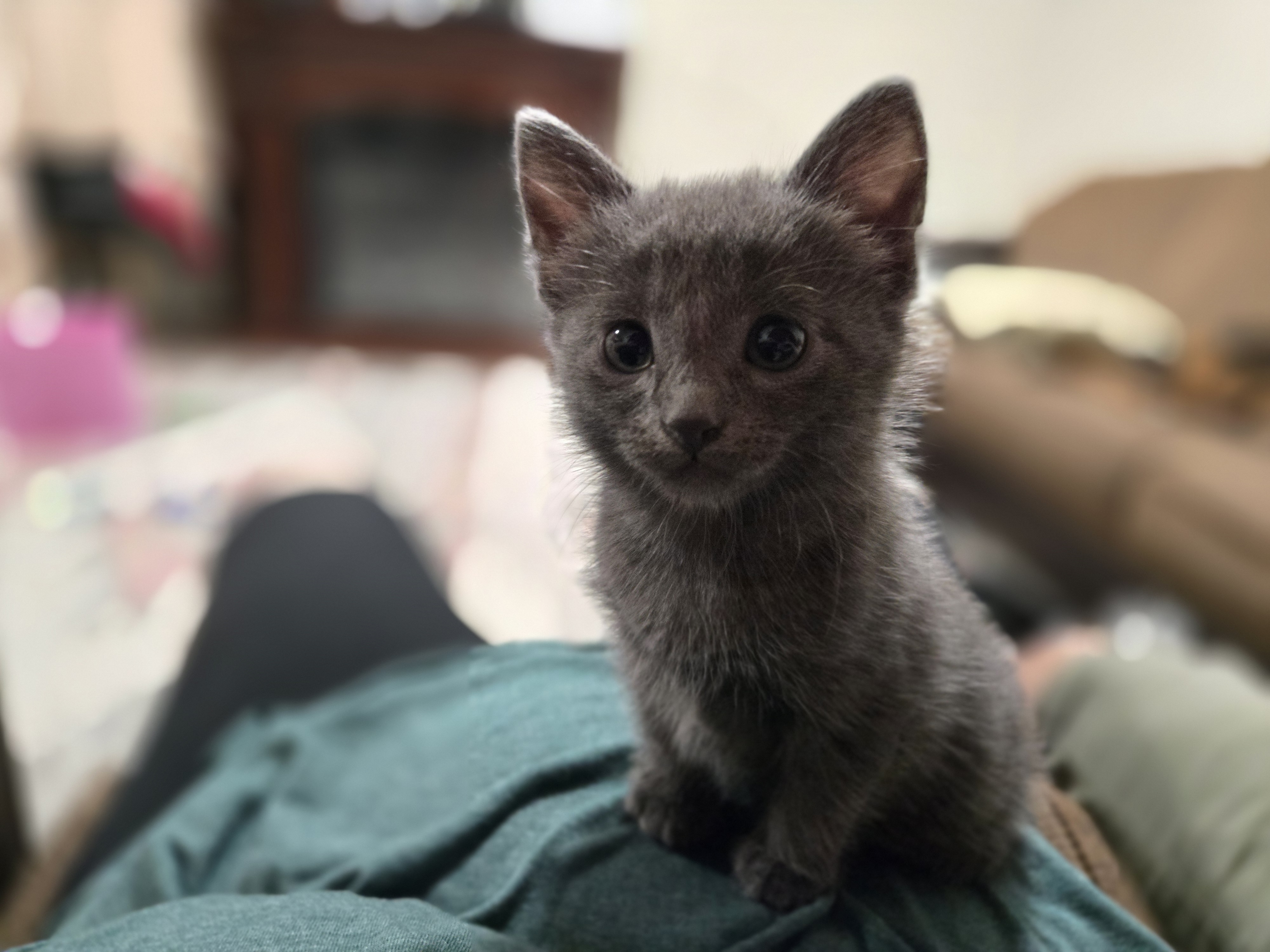Picture of the Animal Listed