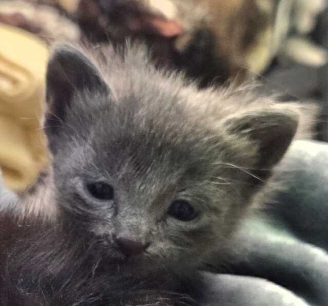 Picture of the Animal Listed