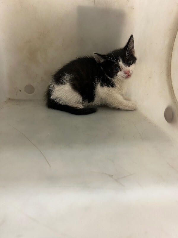 Picture of the Animal Listed