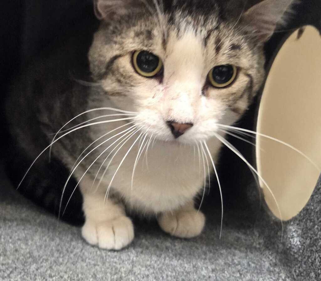 Picture of the Animal Listed