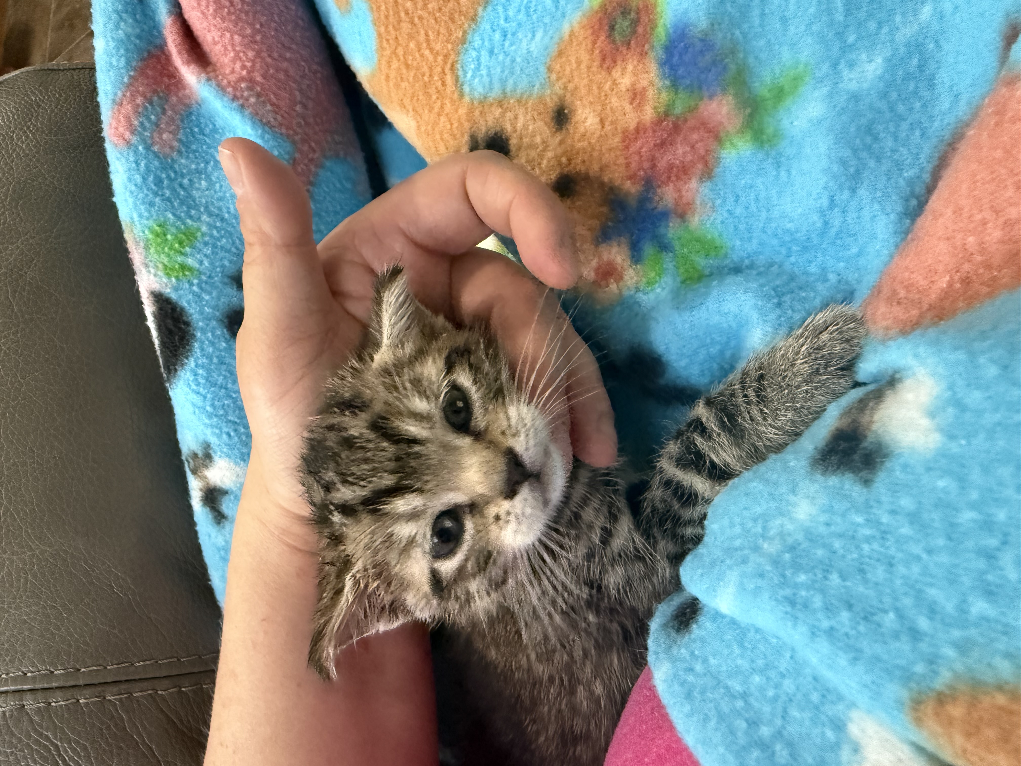 Picture of the Animal Listed