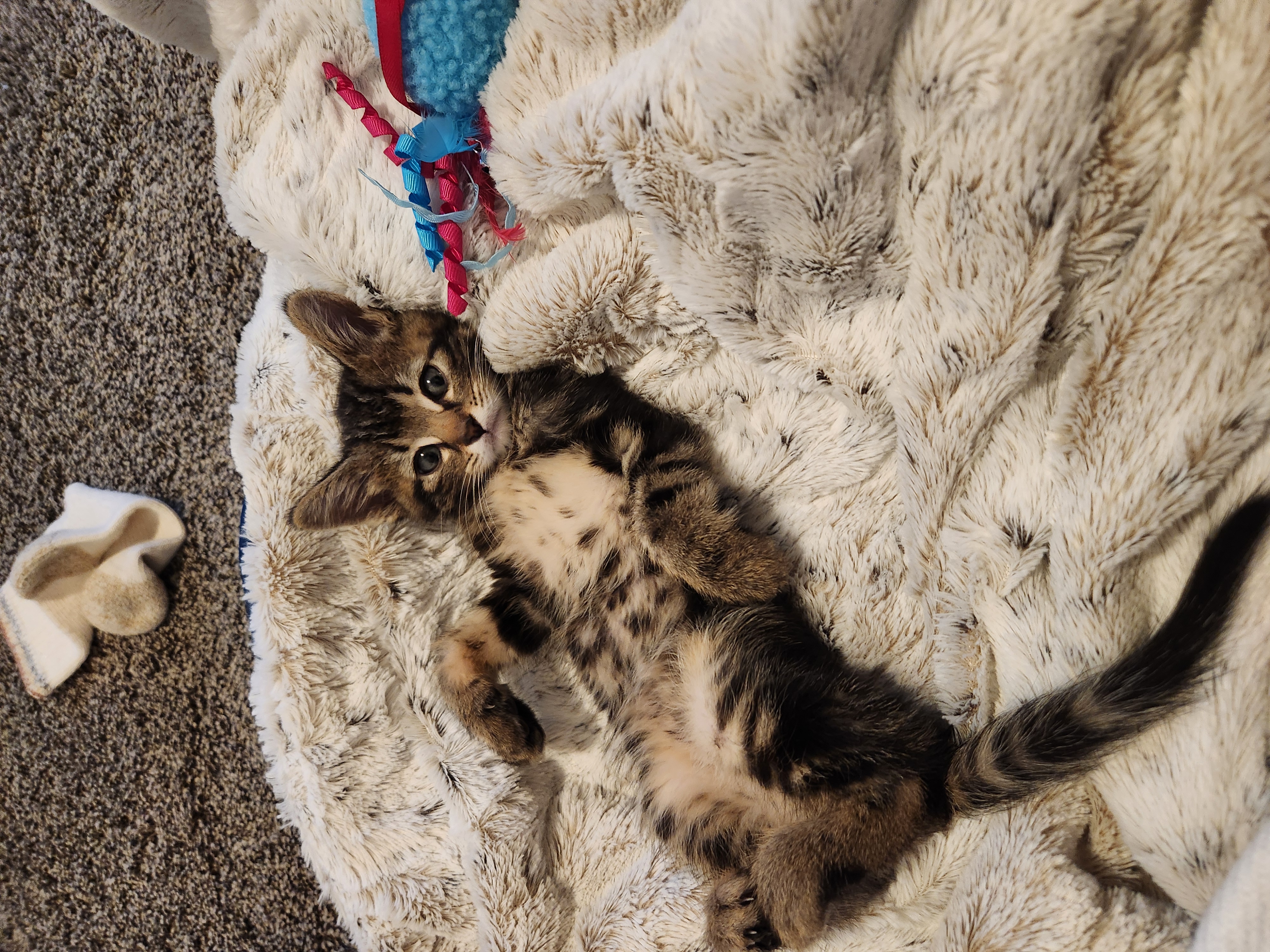 Picture of the Animal Listed