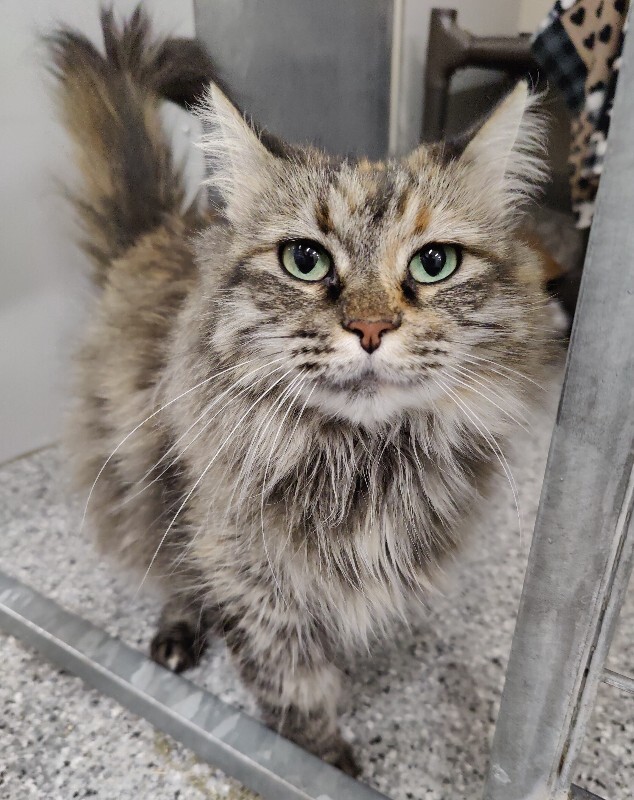 Picture of the Animal Listed