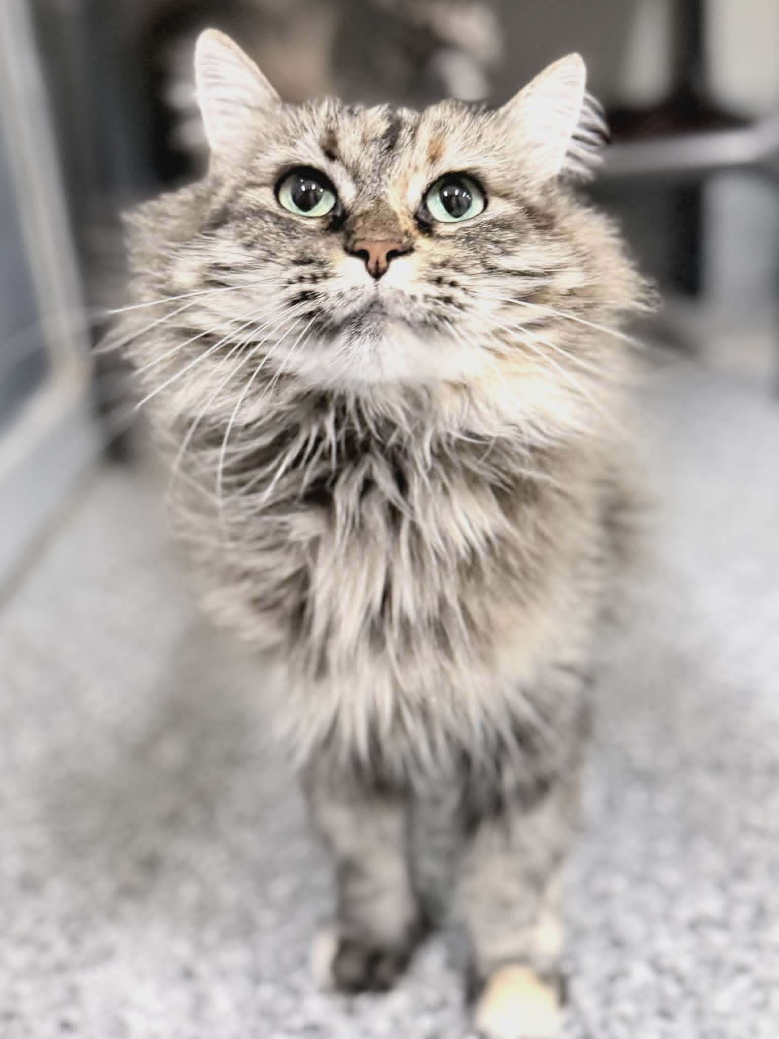 Picture of the Animal Listed