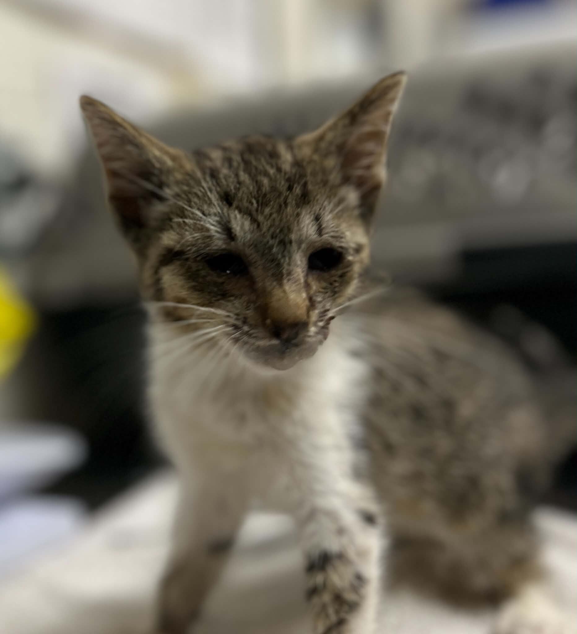 Picture of the Animal Listed